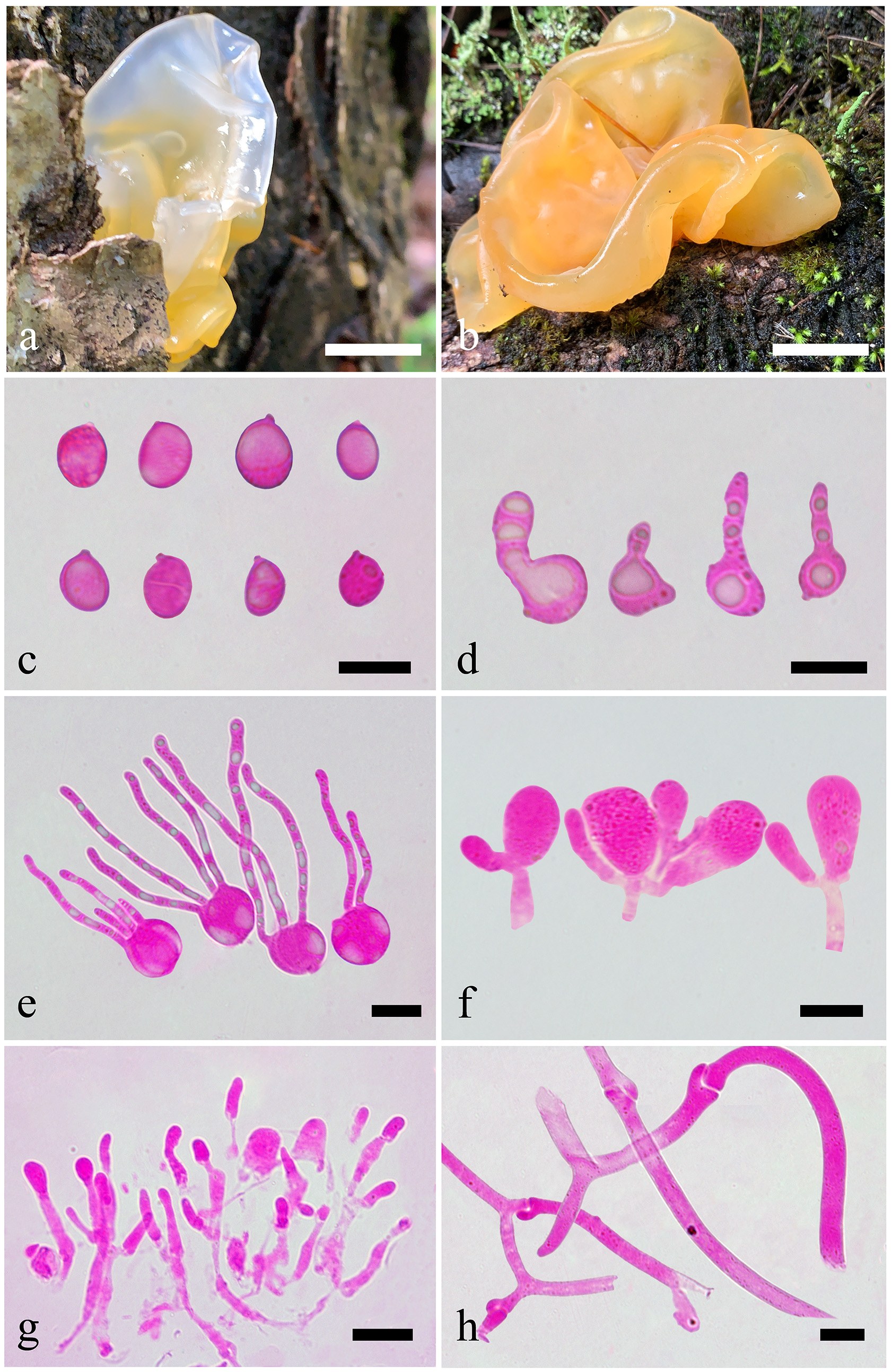 Figure 56